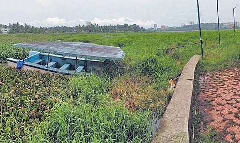 The heavily polluted Akkulam Lake and Boat Club is filled with water hyacinth and filth | B P Deepu