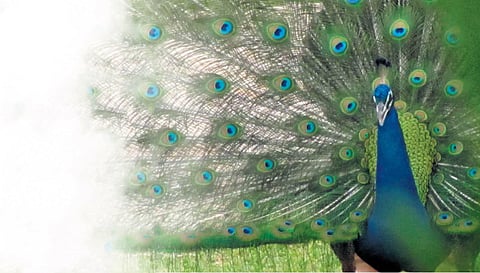 The virtual lecture was a part of DakshinaChitra’s week-long annual exhibition  ‘Mayura – A Celebration of the Peacock’