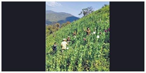 Personnel of Manipur Police and anti-narcotics agencies destroy 80 acres of illegal poppy cultivation in Waichei village in Kangpokpi. Image used for representative purposes only
