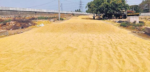 Farmers dry paddy. ( File Photo)