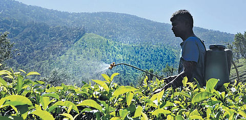 A plantation worker seen working at a tea estate in Valparai | A Raja Chidambaram.