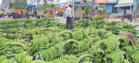 Harvested banana bunches ready for export at the market. (File Photo| MK Ashok Kumar, EPS)