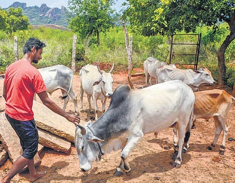 After leaving Saudi Arabia and Kuwait, Om Prakash returned to his hometown and now spends his days tending to animals at his farm in Karuthapalliyur in 2018 | V KARTHIKALAGU
