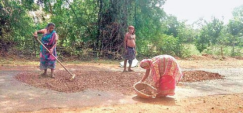 Forest dwellers drying sal seeds on a road near Amarda. (Photo | EPS)