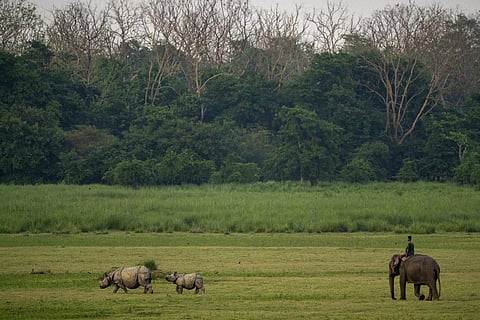 A mahout on a forest department elephant makes the mother and calf horned Rhinoceros pair move towards the interior of the Pobitora wildlife sanctuary on the outskirts of Gauhati, India. (Photo | AP)