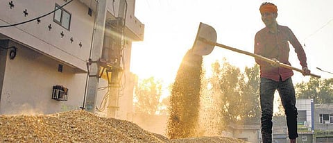 A labourer shuffles wheat at a wholesale grain market in Amritsar | PTI