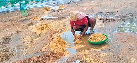 A farmer tries to collect the paddy washed away due to rain in Makloor mandal of Nizamabad  district on Monday