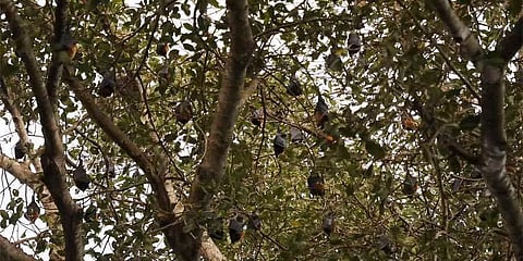 A thing of the past: With the banyan tree no more, the bats have left and the villagers of Kazhuperumpakkam  feel an emptiness.