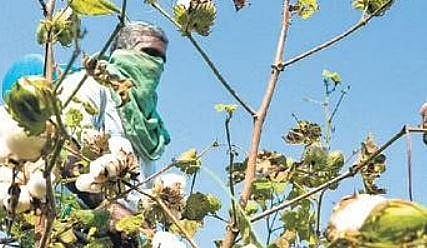 A farmer working on a cotton field near Tiruchy (Photo | MK Ashok Kumar)