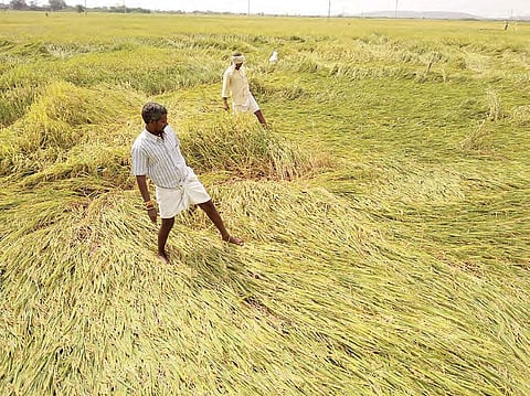 A farmer assessing his crop loss. 