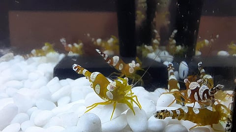 The ornamental shrimps are very much in demand in the international market for aquarium decor purposes and  a pair of shrimps cost almost $17 to $20. (Photo | Ashwin Prasath, EPS)