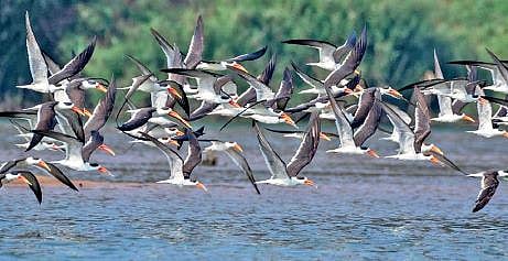 Indian skimmers since the last two years visit Kakhadi for nesting | Express
