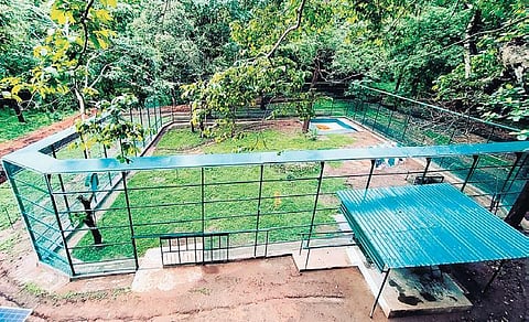 A new spacious enclosure has been readied in the core area of ATR for the 15-month-old tiger cub that was rescued near Valparai last year | Express