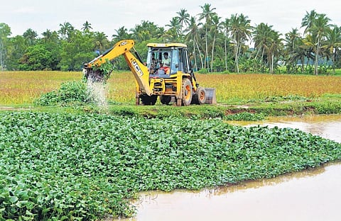 Representational image of water hyacinths. (Photo | Vincent Pulickal)