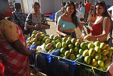 Visitor shop at Mango Mela, Lalbagh in Bengaluru on Friday. (Photo |  Vinod Kumar T, EPS)