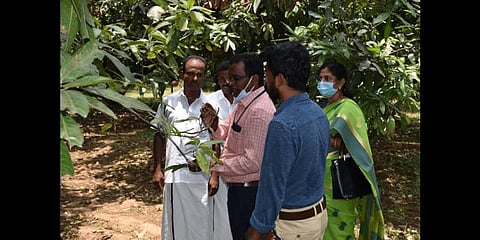 Mangoes to turn costly in Dharmapuri as pests ravage orchards 