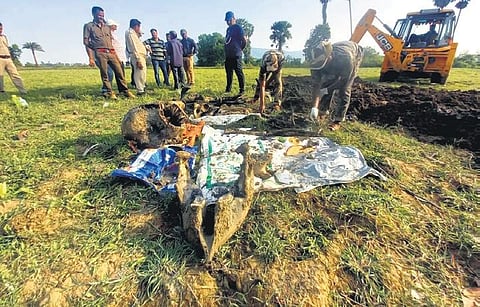 Remains of an elephant carcass exhumed by STF in Athagarh Forest Division. (Photo | EPS)