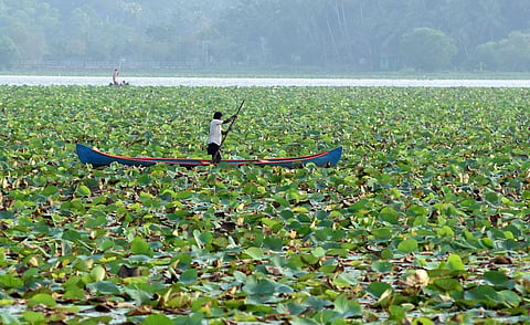 Vellayani Lake 