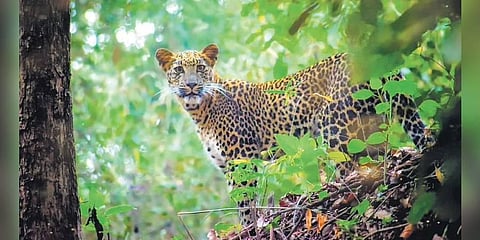 Leopard peers through the thick foliage: Photograph Courtesy | Joydeep Mondal