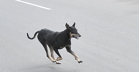 Image used for representation. (File photo | EPS)