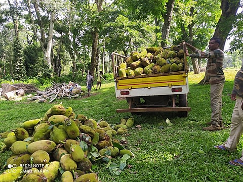 Forest officials with jack fruits to feed the wild elephants.