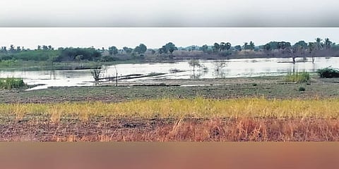Rainwater stagnating at fields in Kottarai village in Perambalur district following the rain on Sunday | Express