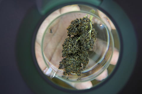 Representational image of cannabis. (Photo | AP)