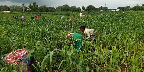 Farm workers engaged in millet farming in Perali village of Perambalur district. (Photo | Express)