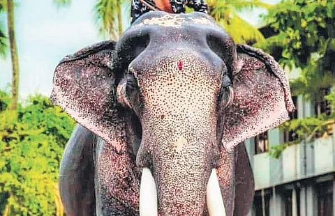 Tusker Paramekkavu Padmanabhan dead