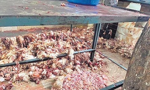 Chicken waste strewn on the floor at a stall at Pannyannur in Kannur 