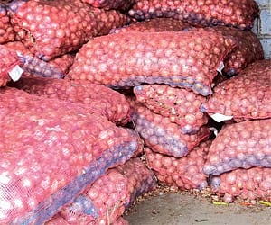 Onion stocks ( Photo | EPS )