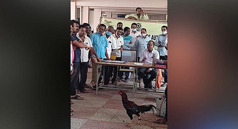 Excise court officials carry out an auction of 31 betting roosters which were seized  by police during a raid in Chinkanjarla village of Patancheru industrial area recently.