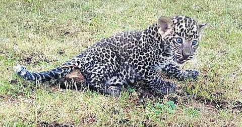 The leopard cub that was sighted in the backwaters of Kabini