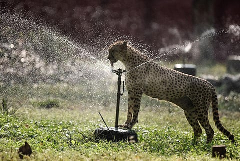 Image of Cheetah for representational purpose only. (Photo | Vinay Madapu, EPS)