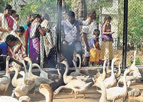 Crowd at the Guindy Children’s Park to celebrate Kaanum Pongal