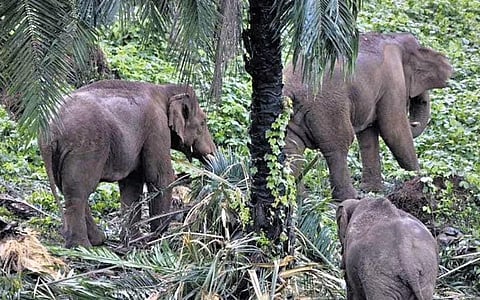 A herd of elephants at the oil palm plantation adjoining the Chalakudy-Malakkappara road at Athirappilly