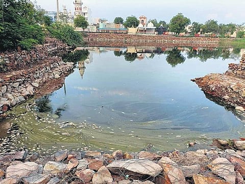 Experts say hazardous pollutants and toxic elements coming from Haryana and other water bodies can be the reason behind the death of the aquatic life.