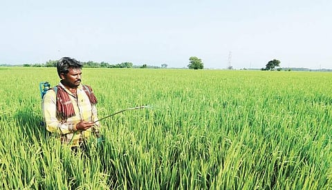 Representational image of Herbicides being sprayed in a paddy field. (File Photo)