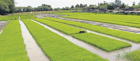 A field in Kalimedu village in Thanjavur readied for Samba cultivation | Express