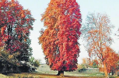 Srinagar Diary