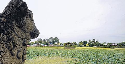The Pragathambal temple pond in a state of neglect at Thirukokarnam in Pudukkottai district | M Muthu Kannan