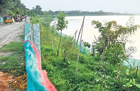 Saplings planted along the Adyar river | Ashwin prasath