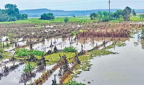 A flood ravaged vegetable farm at Ghasiput of Kuspangi grama panhayat in Banki