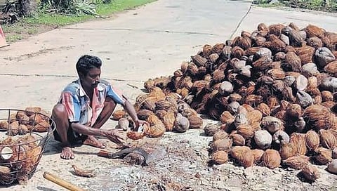 A farmer involved in grading damaged coconuts due to recent floods at Kothalanka and Serilanka villages | Express