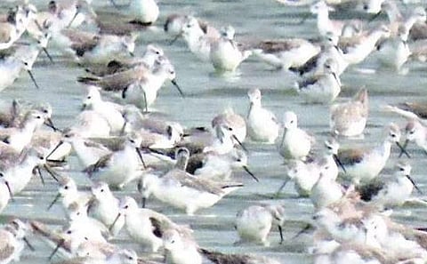 Marsh sandpipers wading the waters of Point Calimere Wildlife and Birds Sanctuary in Kodiyakarai | Express