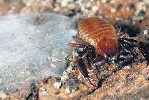 Afrosternophorus  longus
