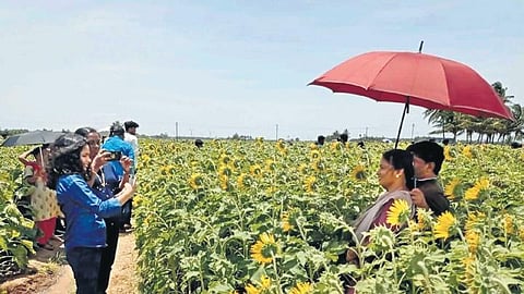 Tourists pose for photos in a sunflower field at Sundarapandiapuram in Tenkasi | EXPRESS