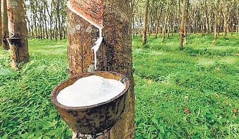 Work on Rs 254 crore Kerala Rubber Ltd will begin in May next year: Rajeeve