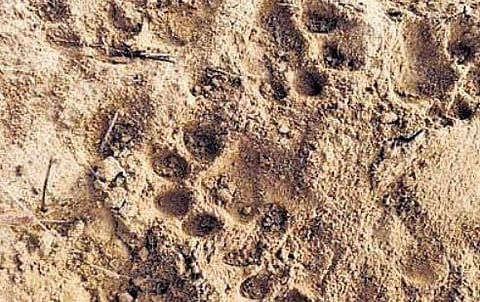 Forest department officials identified the tiger by analysing pug marks | Express