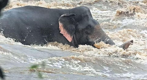 The wild elephant which was caught in the flooded Chalakudy river at Pillapara near Athirappilly on Tuesday | Express
